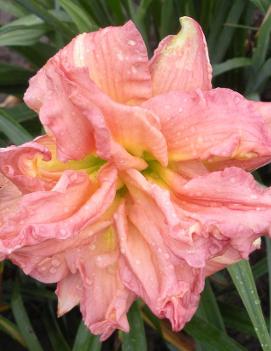 Hemerocallis 'Zona Rosa'