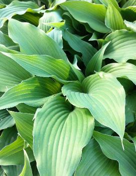 Hosta 'Elvis Lives'