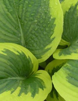 Hosta 'Great Arrival'