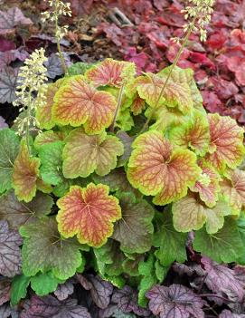 Heuchera x 'Delta Dawn' (PP23545, COPF)