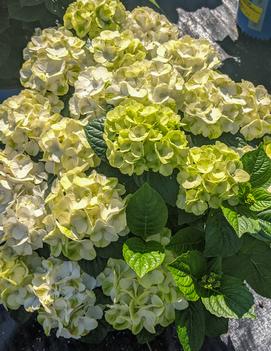 Hydrangea macrophylla Grin and Tonic™ ('Hokomagrito') (USPPAF, CPBRAF)