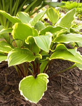 Hosta 'Rubies and Ruffles'