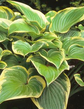 Hosta 'Victory'