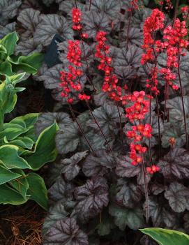 Heuchera x 'Hollywood' (PP17129, COPF)