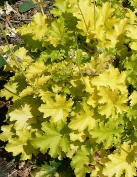 Heuchera x 'Lime Rickey' (PP16210, COPF)