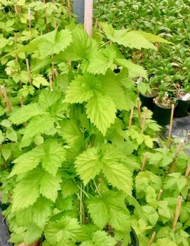 Humulus lupulus 'Bianca'