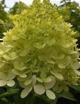 Hydrangea paniculata Limelight ('Zwijnenburg') (PP12874, COPF, CPBR2319)