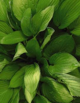 Hosta 'Paul's Glory'