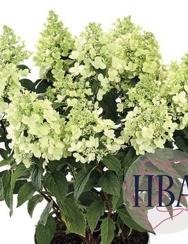 Hydrangea paniculata 'Panzola'