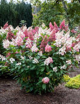 Hydrangea paniculata Candelabra® ('Hpopr013')