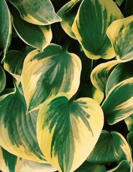 Hosta 'Aristocrat' (PP11286)