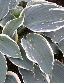 Hosta 'Sleeping Beauty'