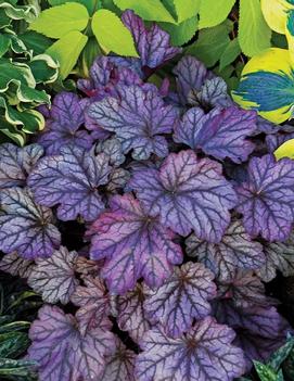 Heuchera x 'Blackberry Ice' (PP26788, CPBR5099)