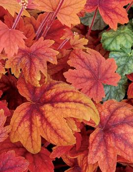 Heucherella x 'Sweet Tea' (PP21296, COPF)