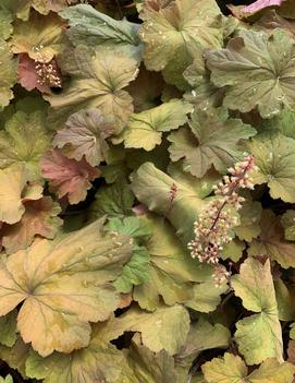 Heuchera x villosa 'Mega Caramel'