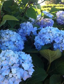 Hydrangea macrophylla Endless Summer® ('Bailmer') (PP15298)