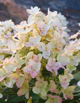 Hydrangea paniculata Tickled Pink® ('HYPMAD II') (PP18500)