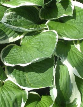 Hosta 'Francee'