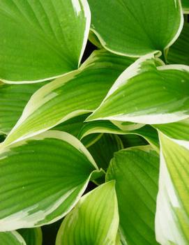 Hosta 'Silk Kimono'