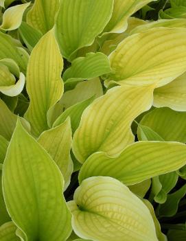 Hosta 'Sunshine Glory'