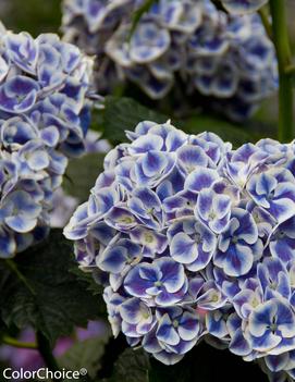 Hydrangea macrophylla Cityline® Mars ('Ramars')