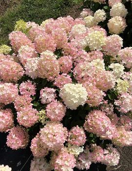 Hydrangea paniculata Fire Light Tidbit® ('SMNHPK') (PP32512)