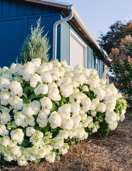 Hydrangea paniculata Little Hottie® ('Bailpanone')