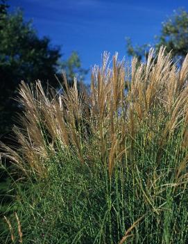 Miscanthus sinensis 'Sarabande'