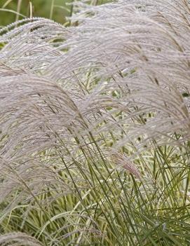 Miscanthus sinensis 'Undine'