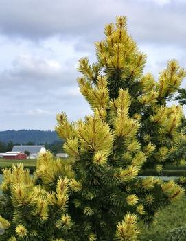 Pinus contorta 'Taylor's Sunburst'