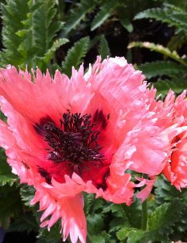 Papaver orientale 'Pink Ruffles' (PP12712)