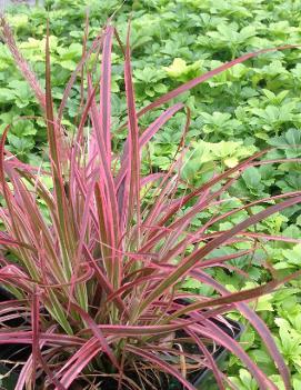 Pennisetum setaceum 'Fireworks' (PP18504)