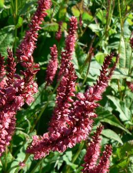 Persicaria amplexicaulis 'Firetail'