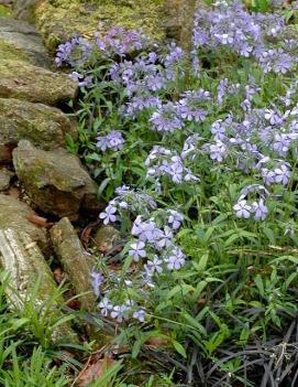 Phlox divaricata