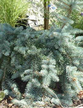 Picea pungens 'Procumbens'