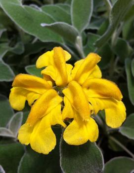 Phlomis fruticosa