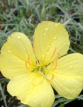 Oenothera fremontii 'Shimmer' (PP19663)