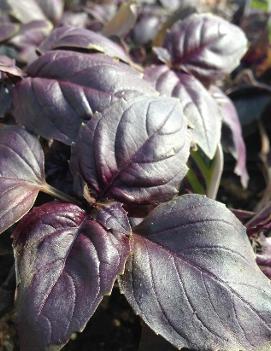 Ocimum basilicum 'Purple Ruffles'