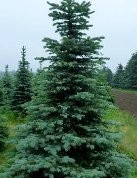 Picea pungens var. 'Glauca'