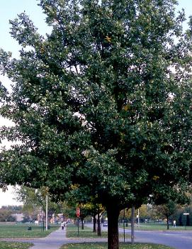 Quercus robur