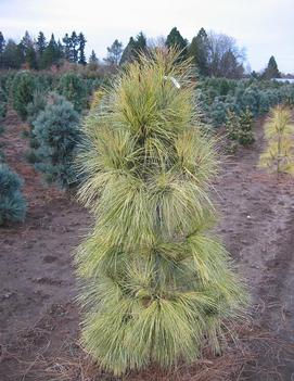 Pinus wallichiana 'Zebrinus'