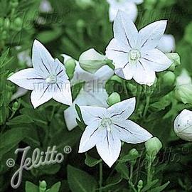 Platycodon grandiflorus 'Fairy Snow'