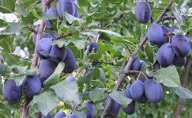 Plum 'Italian Prune'