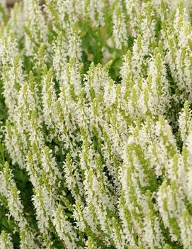 Salvia nemorosa Snow Hill ('Schneehugel')