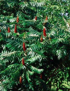 Rhus glabra