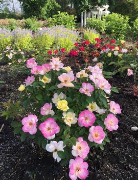 Rosa Peach Lemonade® ('Radpastel') (USPP26675, CPBR5392)