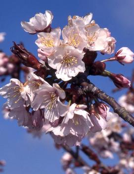 Prunus x hillieri 'Spire'