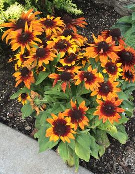 Rudbeckia hirta 'Autumn Colours'