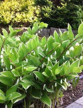 Polygonatum falcatum 'Variegatum'