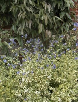 Polemonium caeruleum Brise d'Anjou ('Blanjou') (PP9781, CPBR1321)